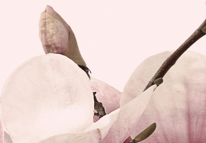 Glezna ar magnoliju uz rozā fona, (x 3), 122780 G-ART