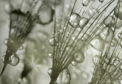 Canva with dandelions - Sparkling dandelions, (x 5) Green, 107627 G-ART.