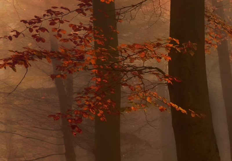 Канва с осенним лесом - Forest Mist, 94227, (x5) G-ART.