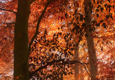 Paveikslai ant drobės su rudeniniu mišku - Forest Mist, 94227, (x5) G-ART.