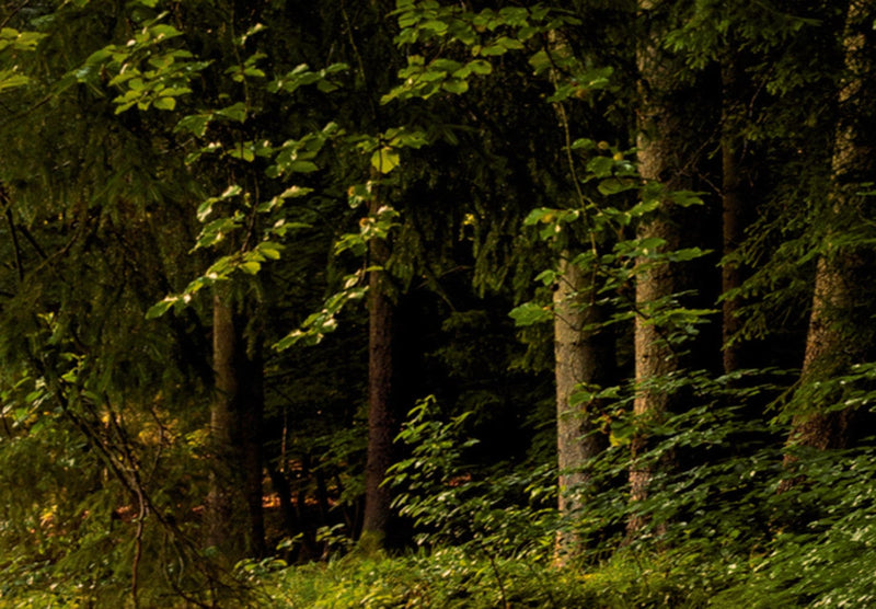 Paveikslai ant drobės su saulėtu mišku - Miško magija, 91573, (x5) G-ART.