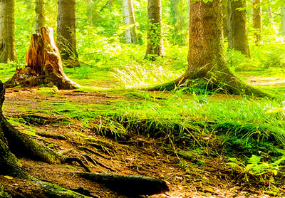 Seinapildid päikeselise metsaga - Forest Poetry, 93945, (x5) G-ART.