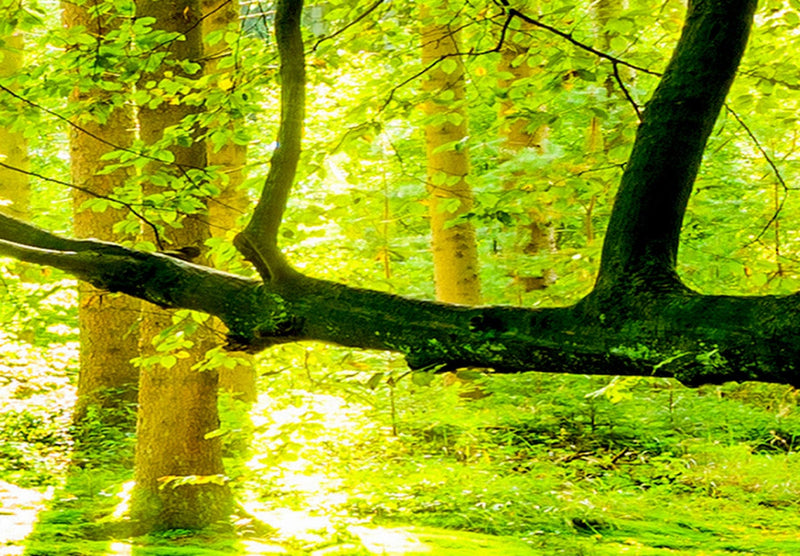 Glezna ar saulainu mežu - Meža dzeja, 93945, (x5) Tapetenshop.lv.