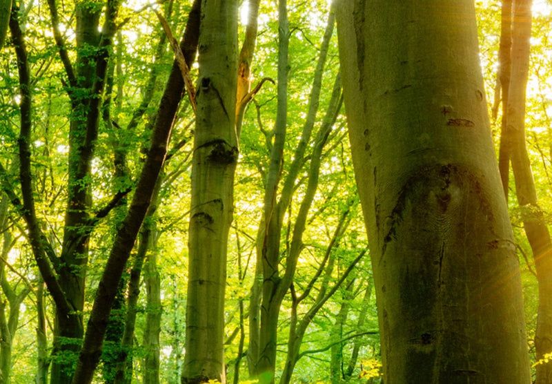 Paveikslai ant drobės su saulėtu mišku - Miško pasaka, (x5), 94220 G-ART.