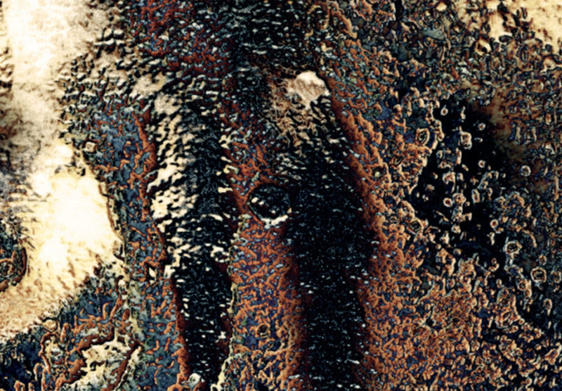 Kanva ar tīģeri - Krāšņais skaistums, (x5), 92073 G-ART.