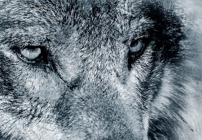 Canva with wolf and forest in grey tones - Mountain Predator, (x 5), 108463 G-ART.