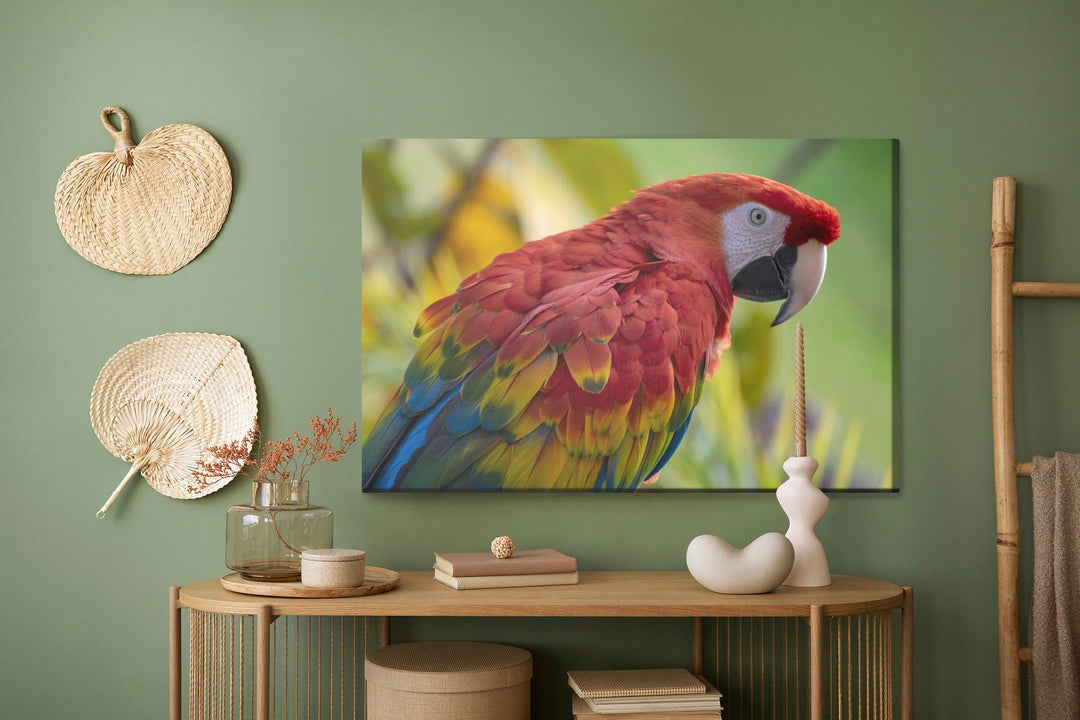 Kanva - Ara papagailis, N-825 X-ART