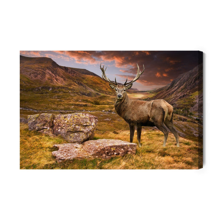 Kanva - Briedis kalnos, N-735 X-ART