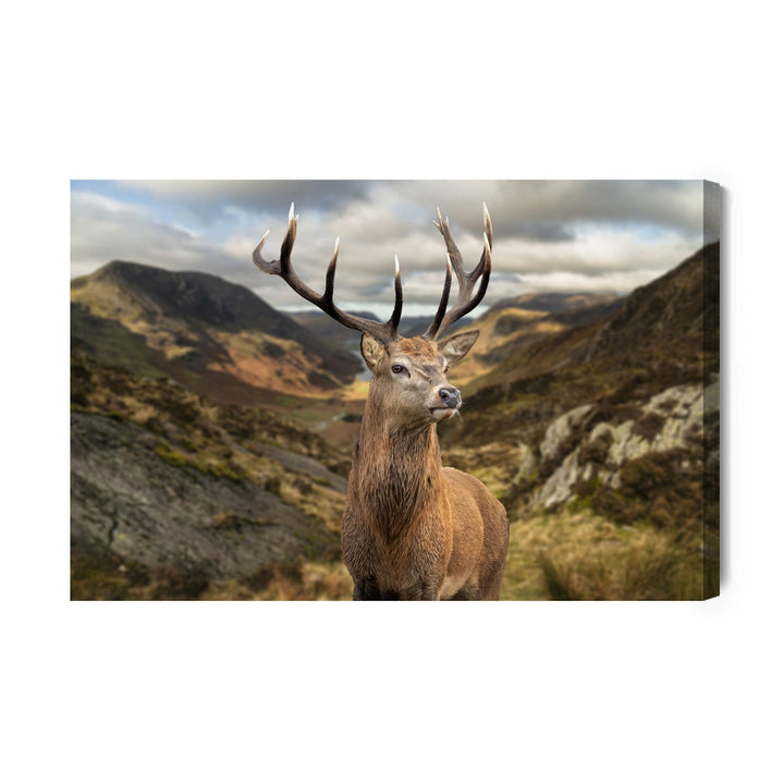 Kanva - Briedis uz kalnu fona, N-755 X-ART