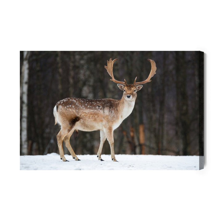 Kanva - Brieža uz koku fona, N-986 X-ART