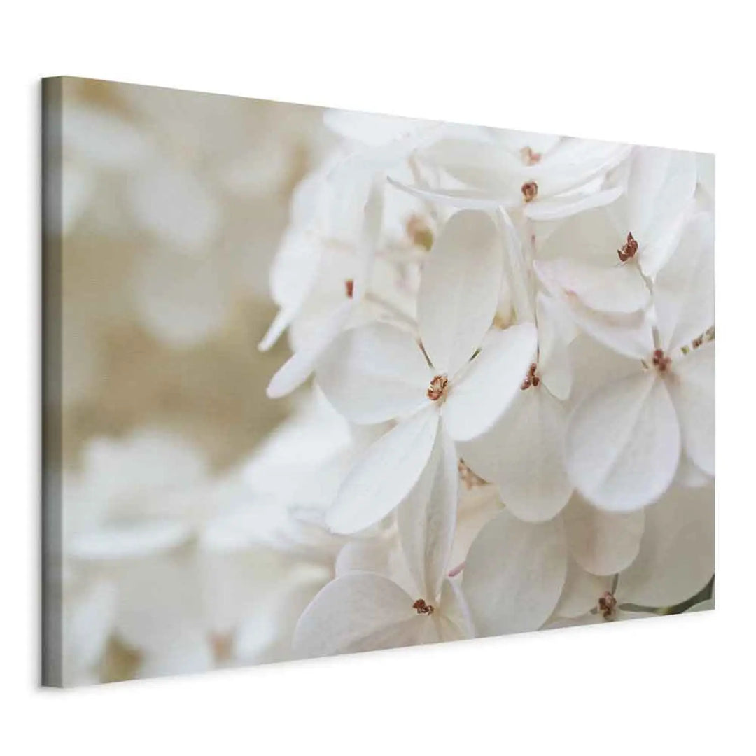 Canvas-taulut Lumivalkoinen hortensia (x 1)