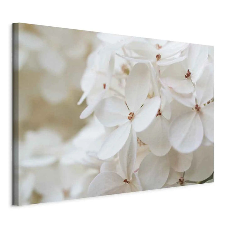 Canvas-taulut Lumivalkoinen hortensia (x 1)