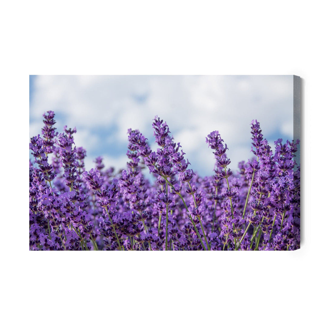 Kanva - Lavanda pret debesīm, N-1464 X-ART