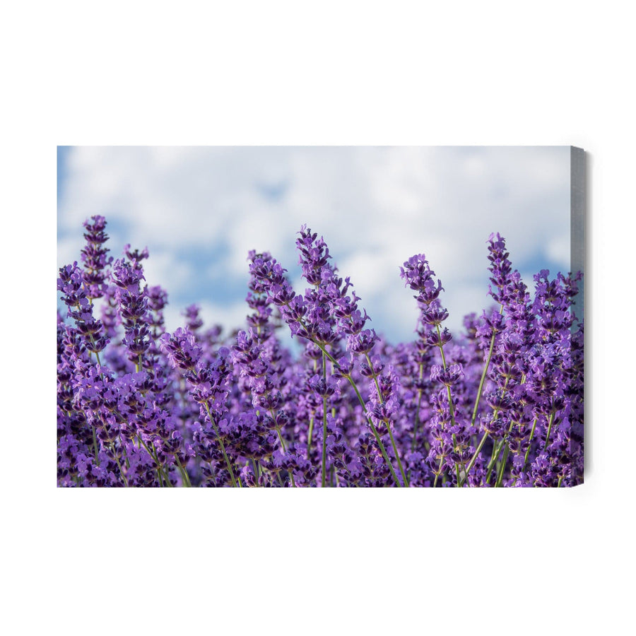 Kanva - Lavanda pret debesīm, N-1464 X-ART
