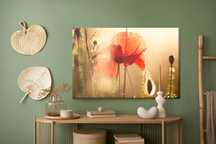 Kanva - Magones saulē V2 X-ART