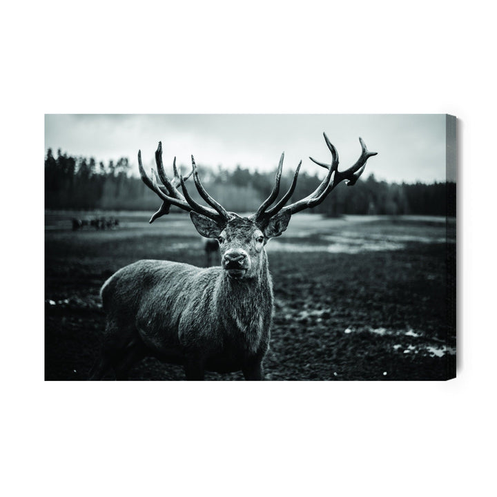 Kanva - Melna un balta brieža, N-981 X-ART