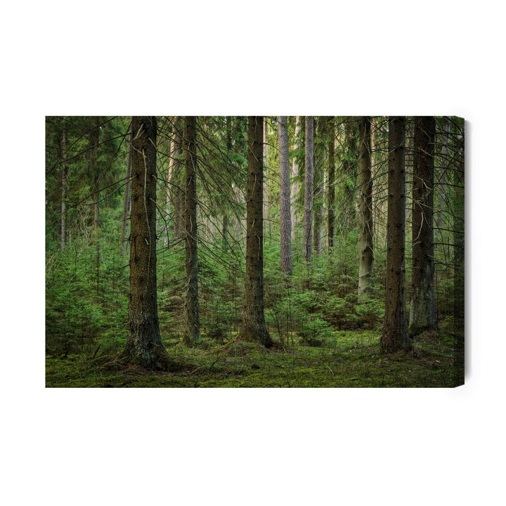 Kanva - Meža 3D skats, N-1179 X-ART