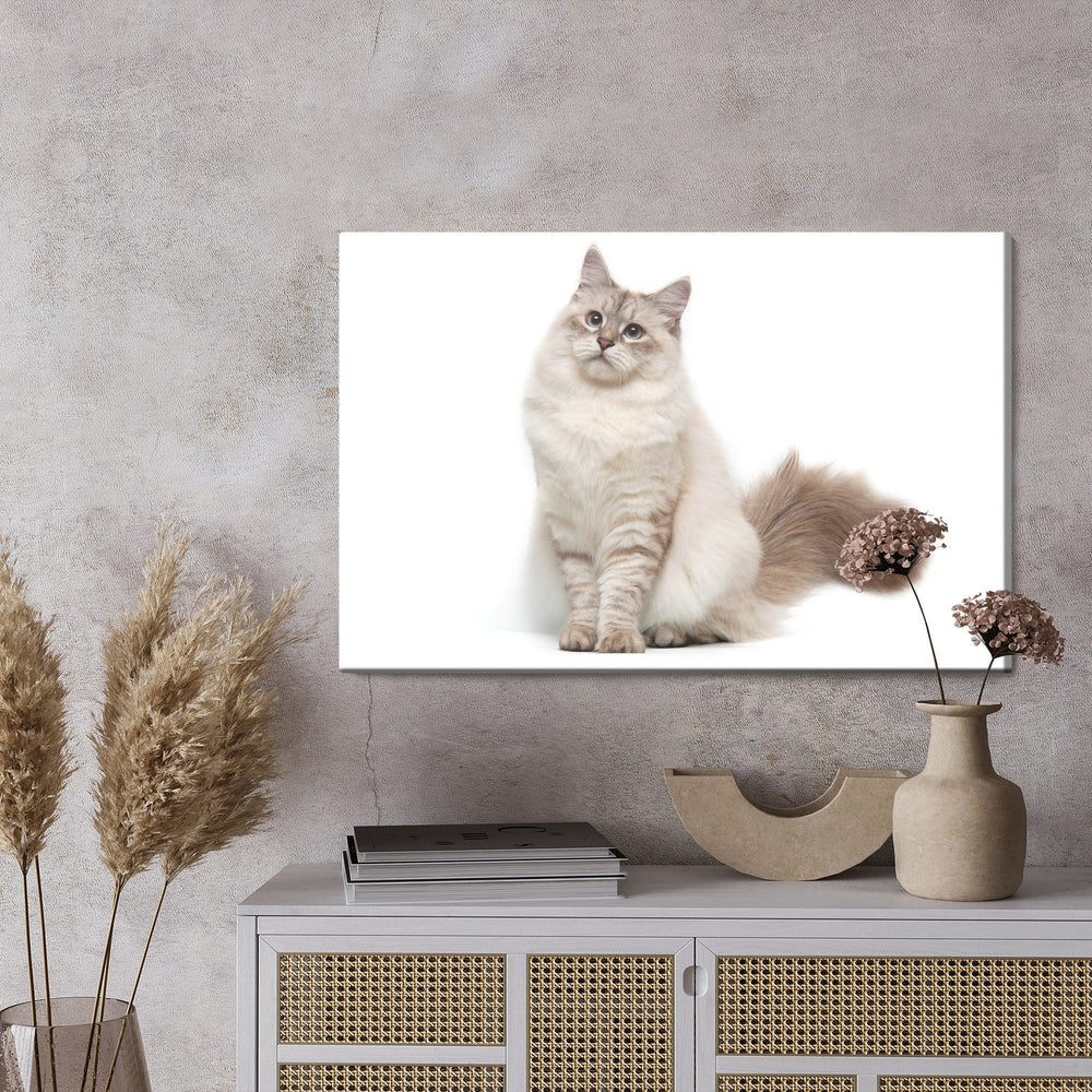 Kanva - Neva Masquarade kaķis, N-1436 X-ART