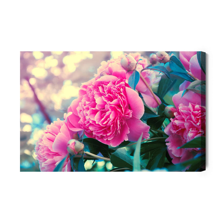 Kanva - Peoniju krūms X-ART