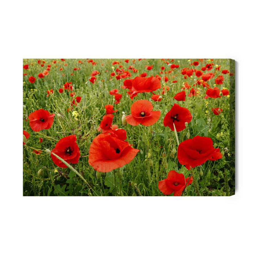 Kanva - Sarkanas magones pļavā, N-1509 X-ART