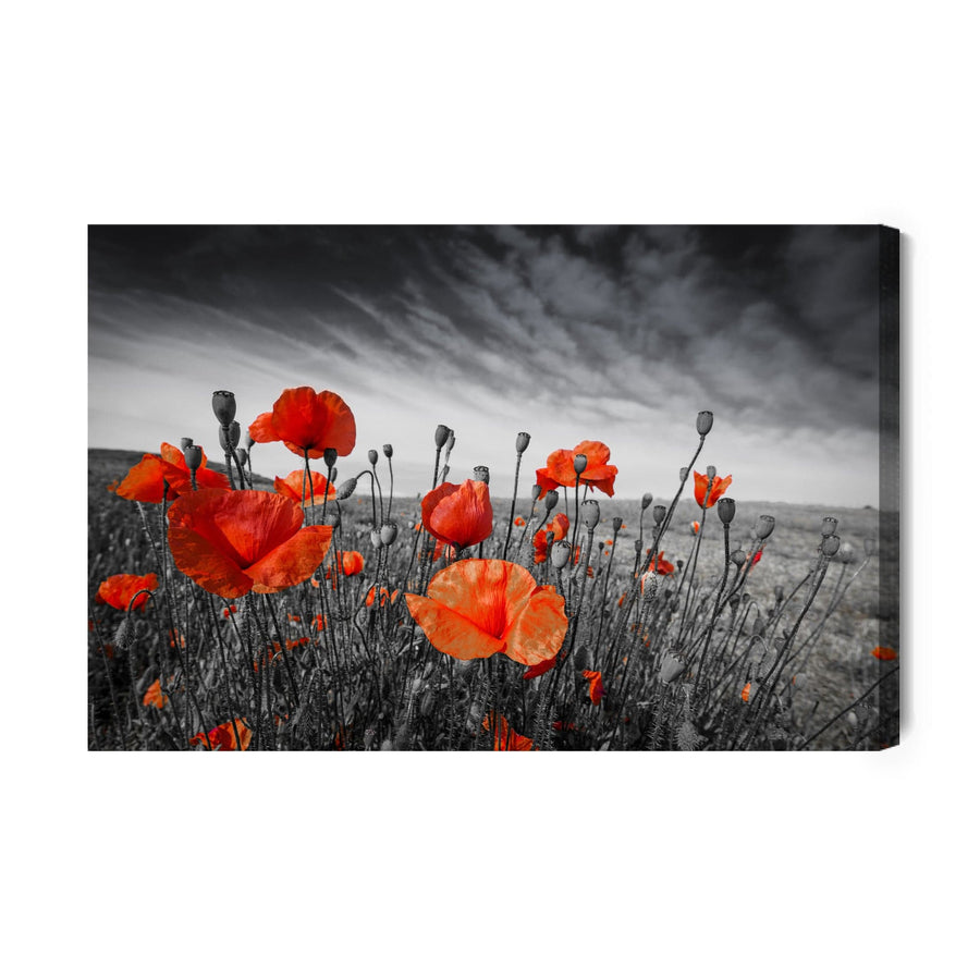 Kanva - Savvaļas magones melnā un baltā pļavā, N-1527 X-ART