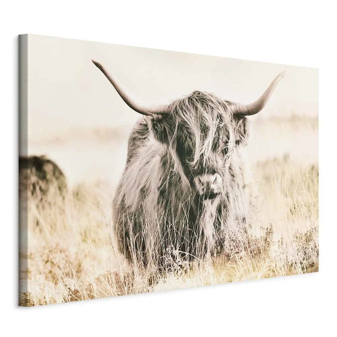 Canva Scottish giant (x 1)