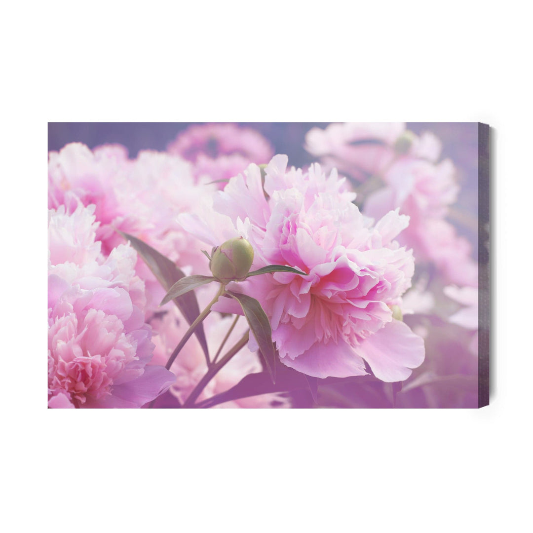 Kanva - Spilgtas peonijas Rozes, N-266 X-ART