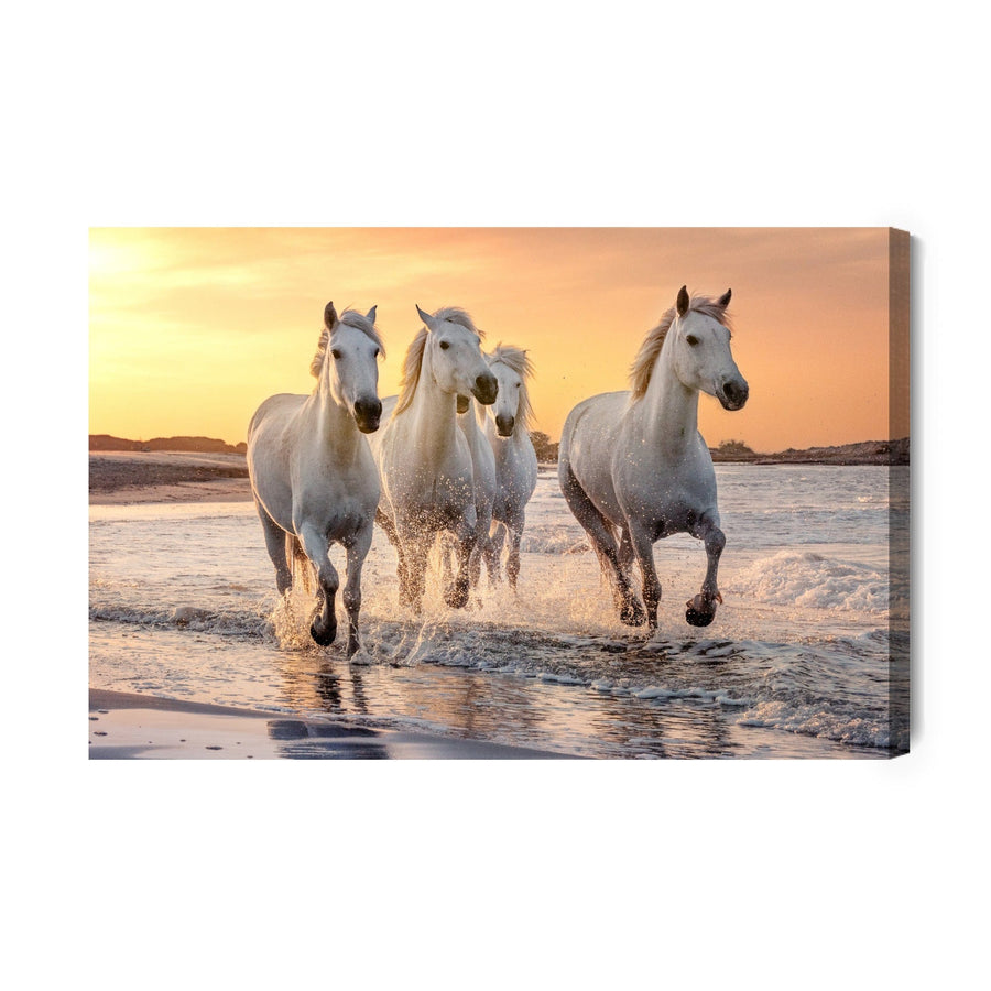 Kanva - Zirgi pie Vidusjūras, N-366 X-ART