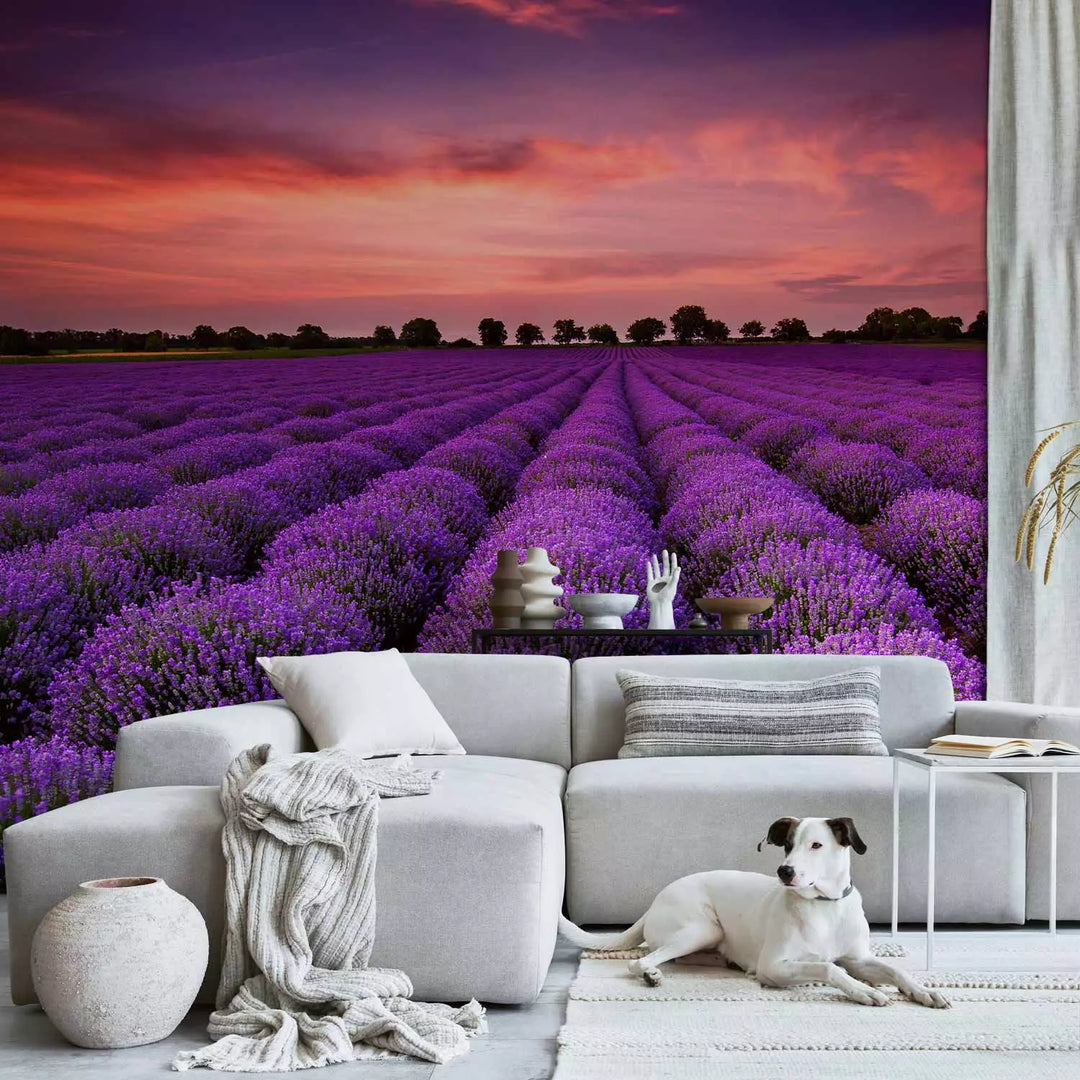 Fototapeet - Lavendli päikeseloojang, 136307