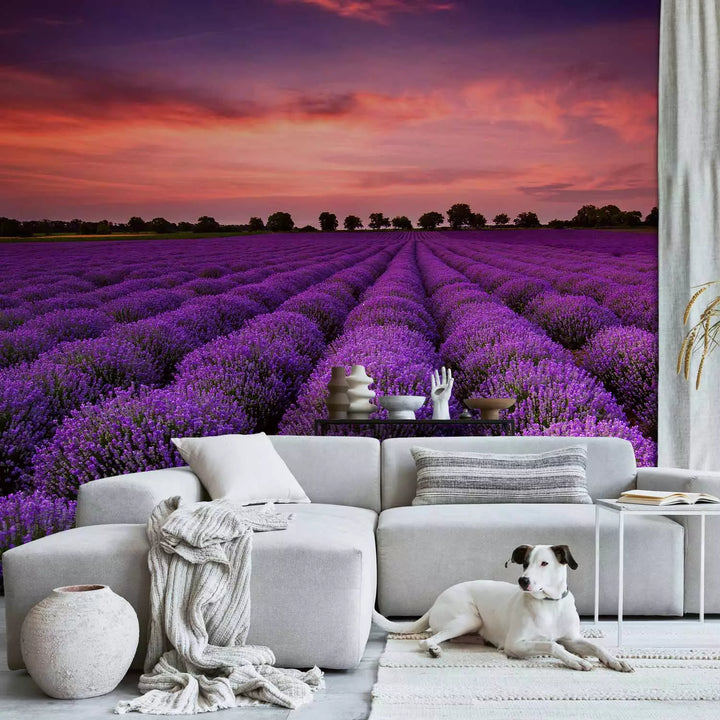Fototapeet - Lavendli päikeseloojang, 136307