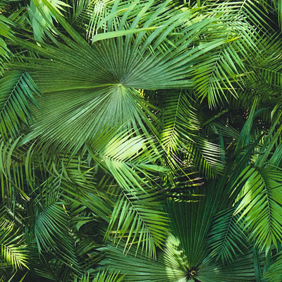 Wallpaper with a jungle look, fern leaves in green, 1303021 AS Creation