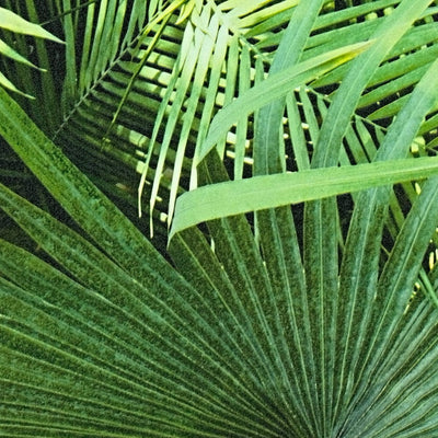 Wallpaper with a jungle look, fern leaves in green, 1303021 AS Creation