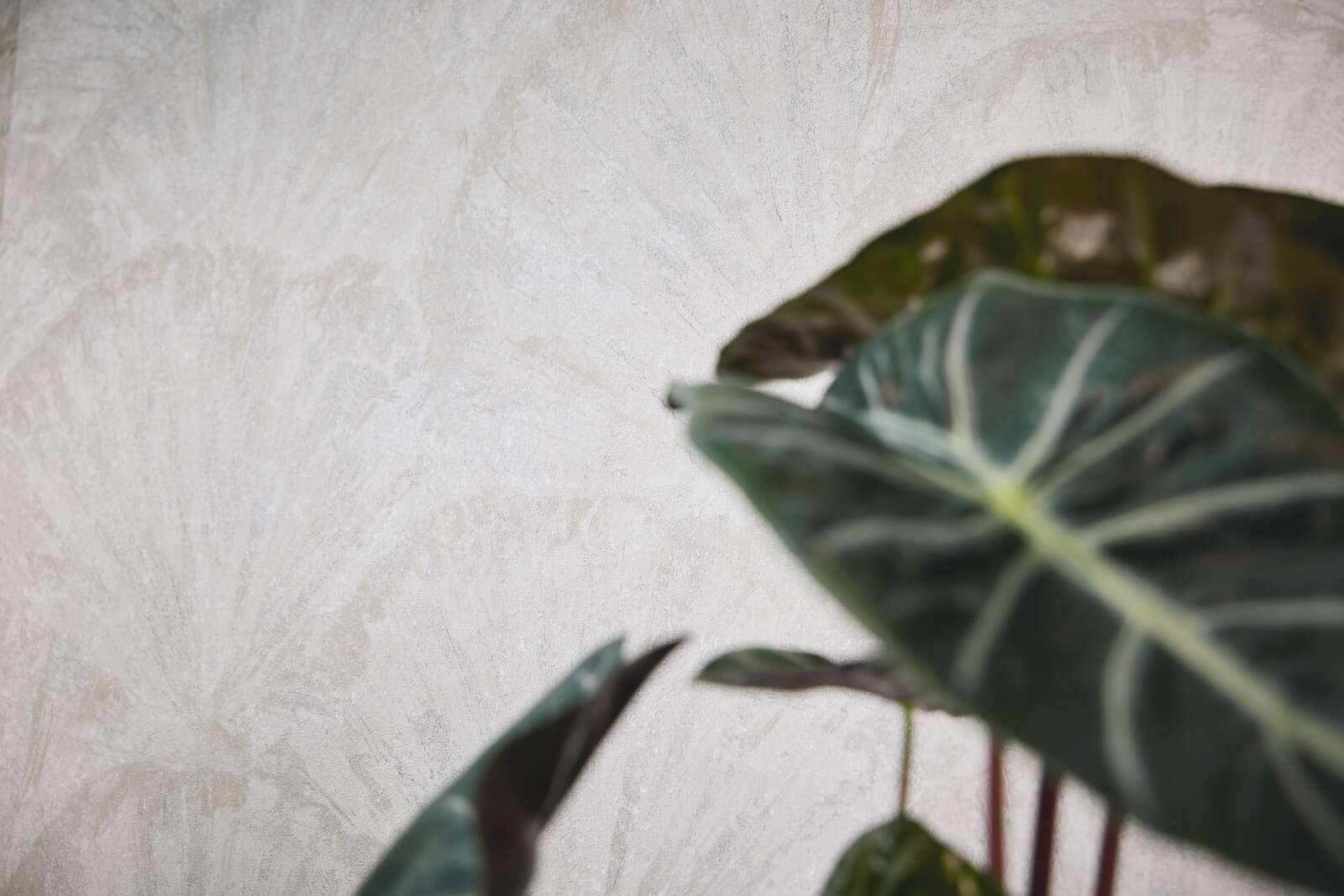 Tapetes ar smalku tekstūru, kas atgādina lapas, baltā/sudrabā, 781983 AS Creation