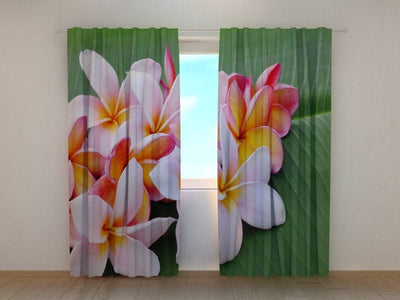 Curtains Plumeria flowers