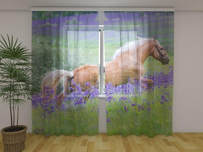 Curtains Horse in a field of flowers