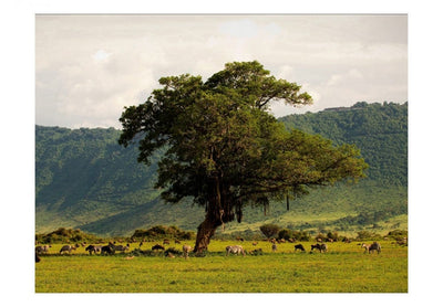 Valokuvatapetti 59947 Ngorongoron kraatteri G-ART