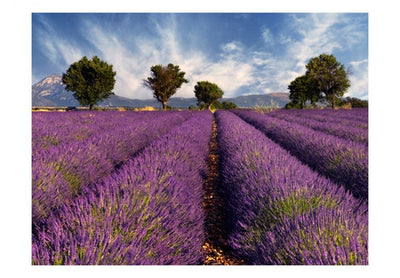 Wall Murals 60011 Lavender field in Provence, France G-ART