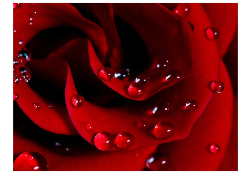 Fototapetes 60303 Sarkanā roze ar ūdens pilieniem G-ART