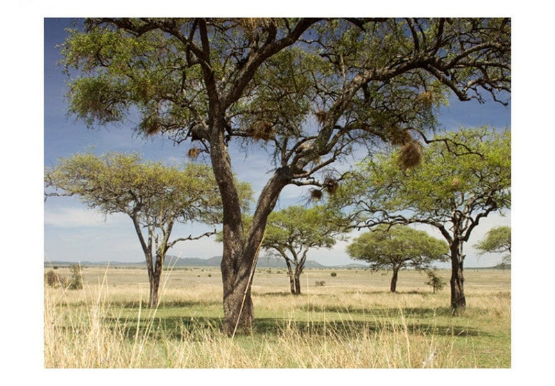 Valokuvatapetti 61387 Serengeti, Afrikka G-ART