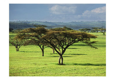 Valokuvatapetti 61391 Afrikkalaiset puut G-ART