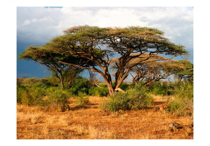 Fototapetai 61397 Samburu nacionalinis rezervatas G-ART
