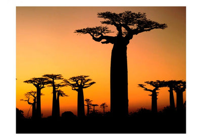 Fototapetai 61398 Baobabai G-ART