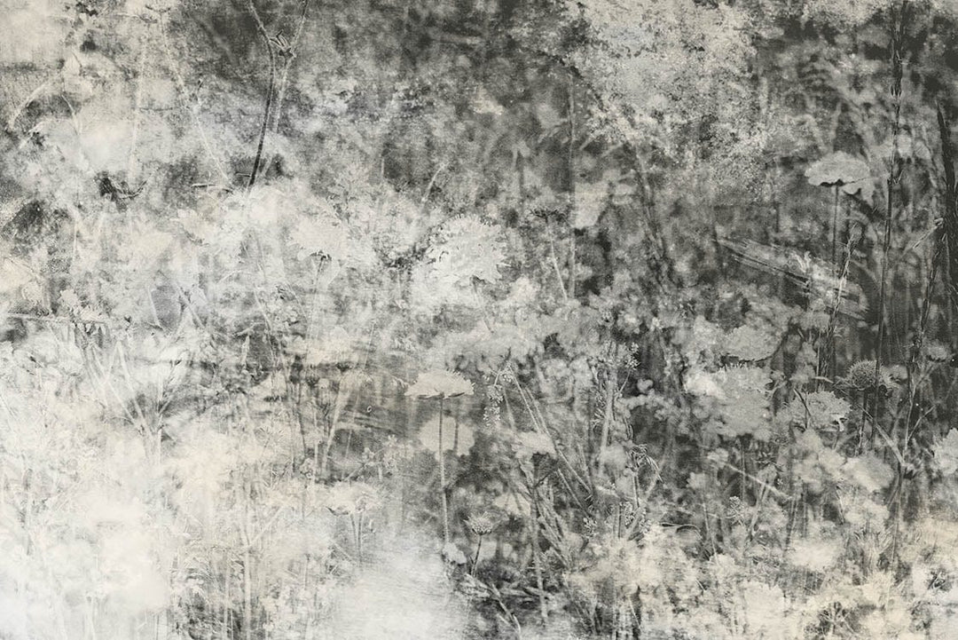 Melnbaltas fototapetes ar pļavas ziediem 375x250 cm D-ART
