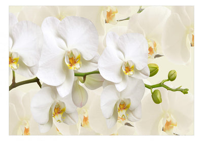 Fototapetes ar baltam orhidejām -  Skaisti orhidejas ziedi - 114514 G-ART