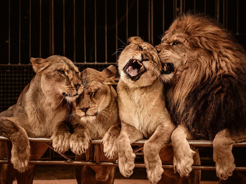 Fototapetes ar dzīvniekiem - Lauva un trīs lauvenes, D584, 375x250 cm D-ART