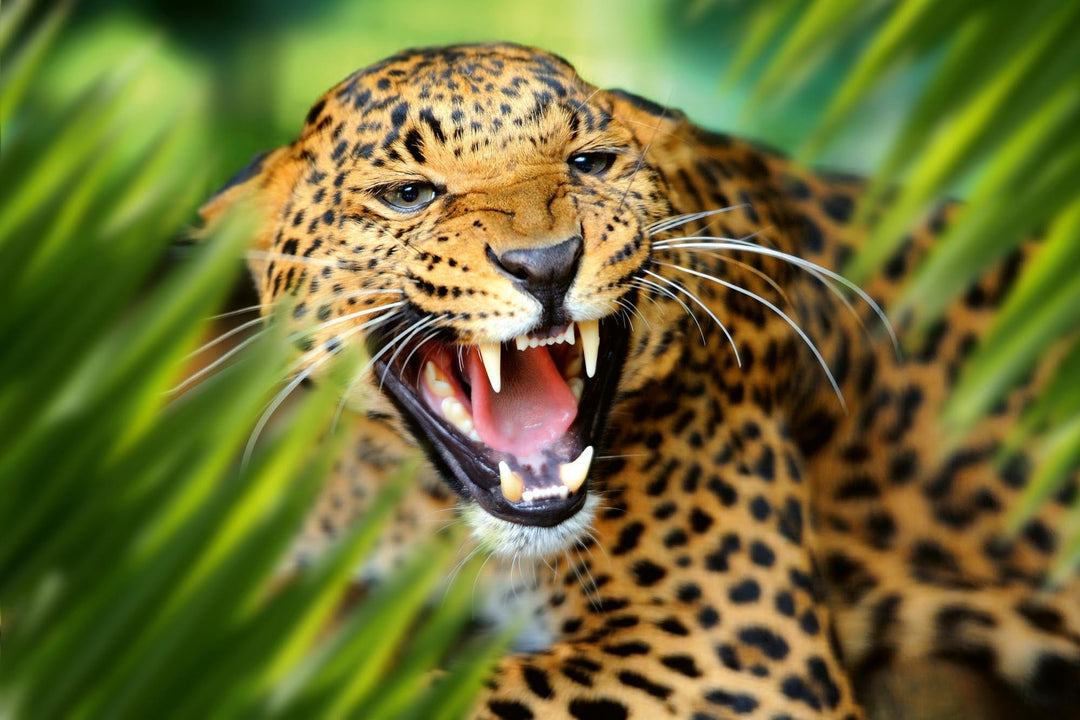 Fototapetes ar dzīvniekiem - Leopards džungļos, 375x250 cm D-ART
