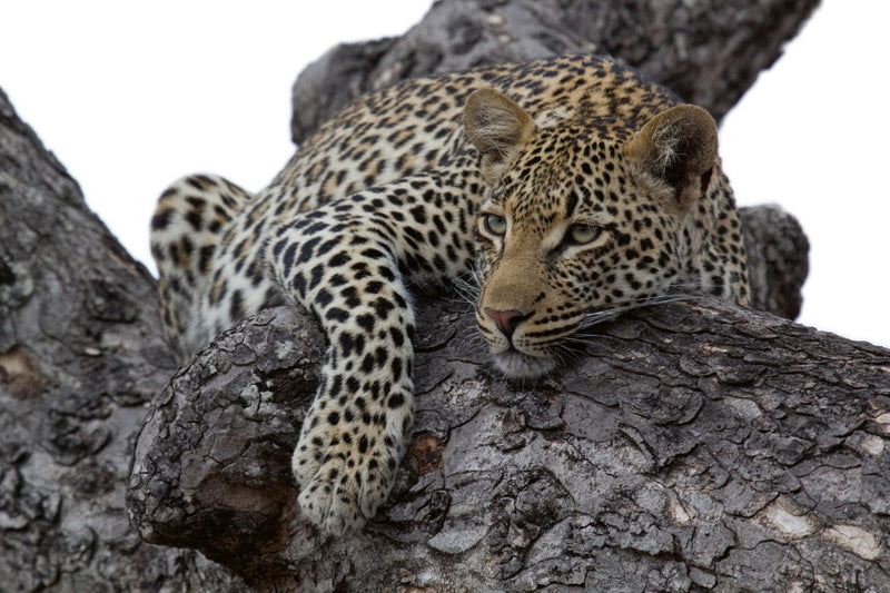 Fototapetes ar dzīvniekiem - Leopards kokā, D537, 375x250 cm D-ART