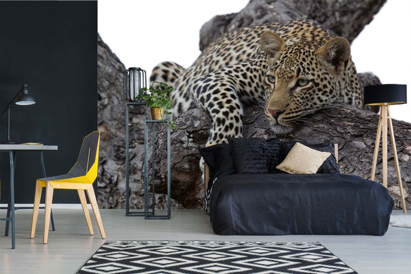 Fototapetes ar dzīvniekiem - Leopards kokā, 375x250 cm D-ART