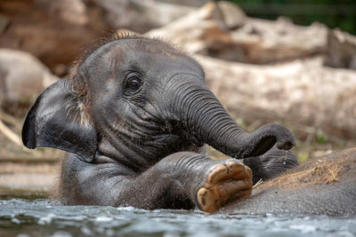 Wall Murals with animals - the little Indian elephant, 375x250 cm D -art