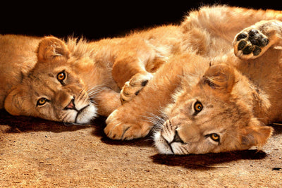 Fototapetes ar dzīvniekiem - Mazie lauvēni D-ART